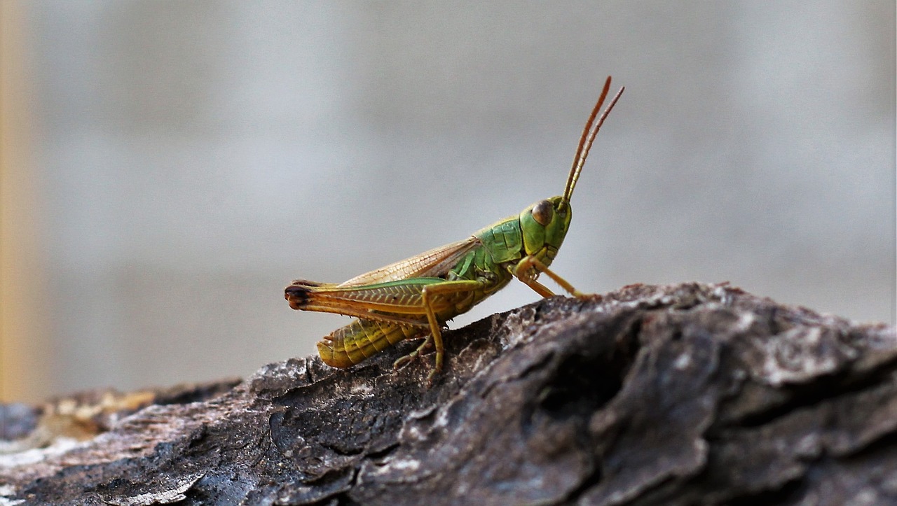 grasshopper close green free photo