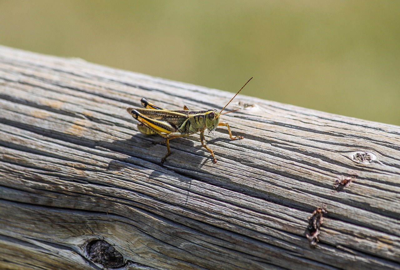 grasshopper bug insect free photo