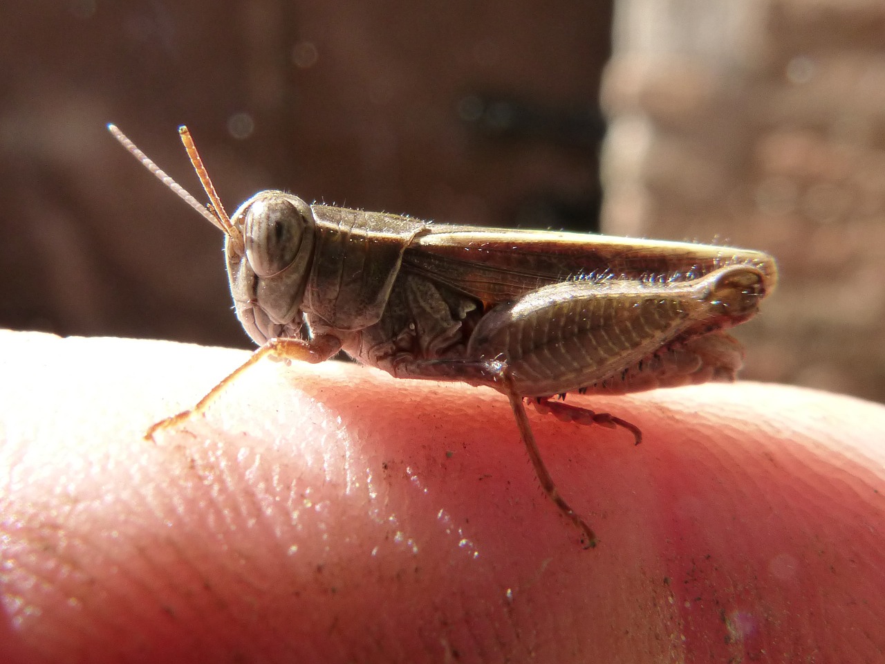 grasshopper insect small free photo