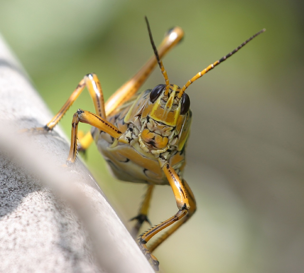 grasshopper eastern lubber macro free photo