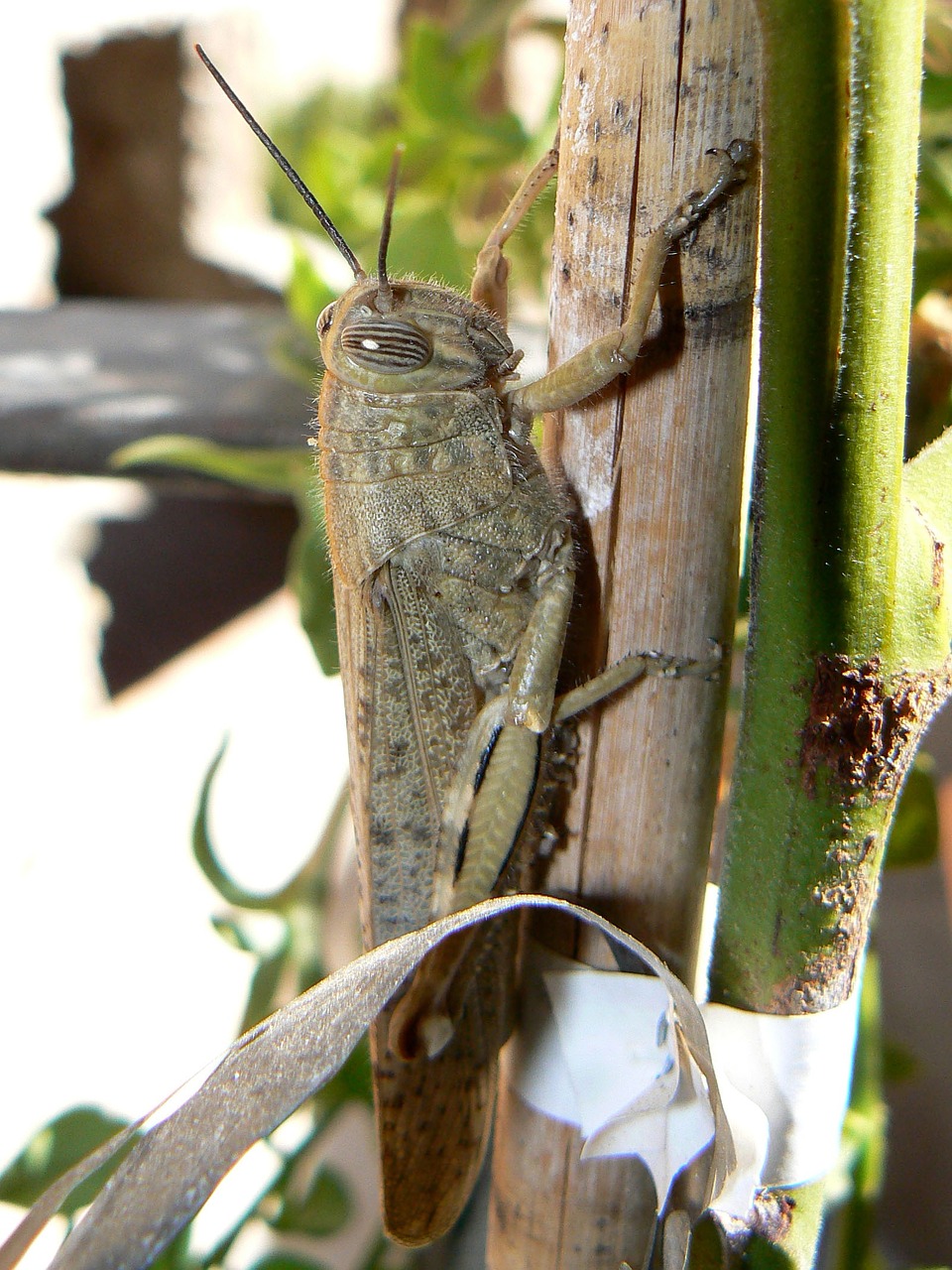 grasshopper orchard insect free photo