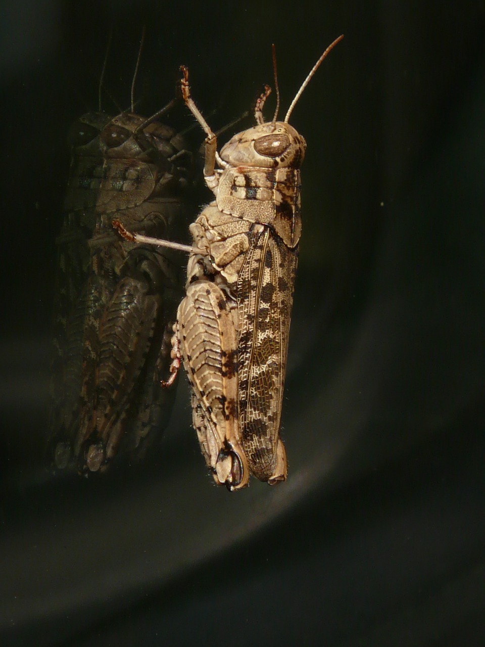 grasshopper italian locust calliptamus italicus free photo