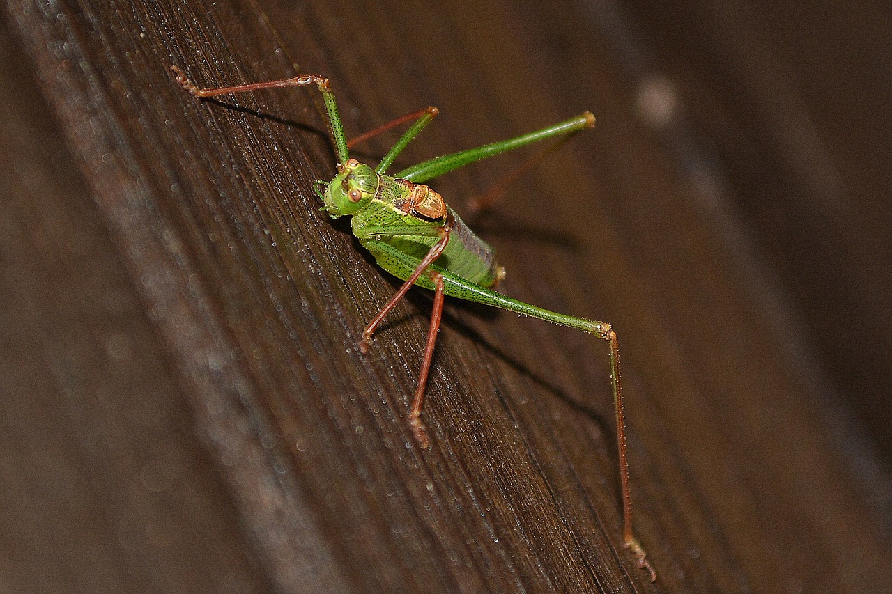 grasshopper green insect free photo