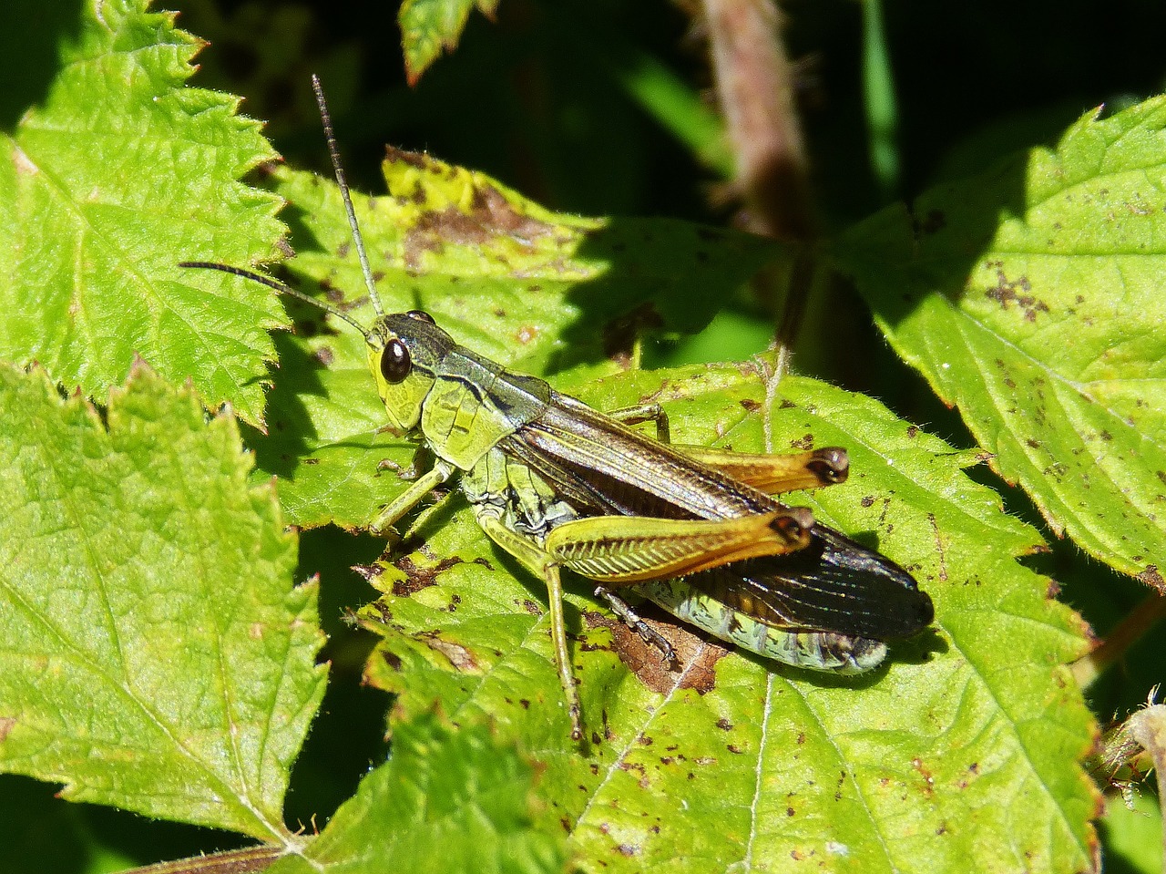 grasshopper green leaf free photo