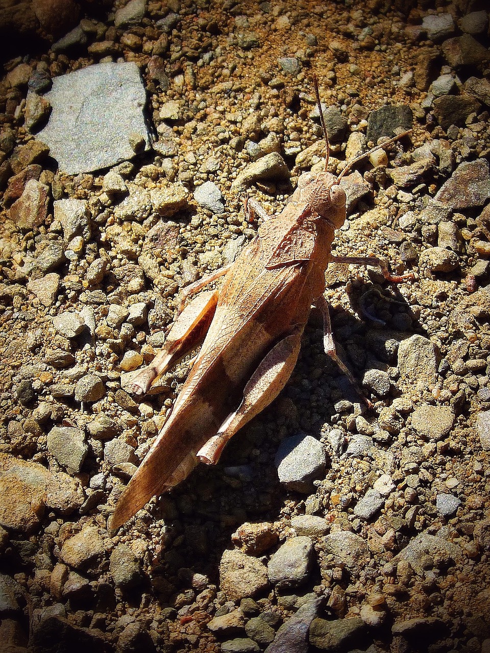 grasshopper arthropod brown free photo
