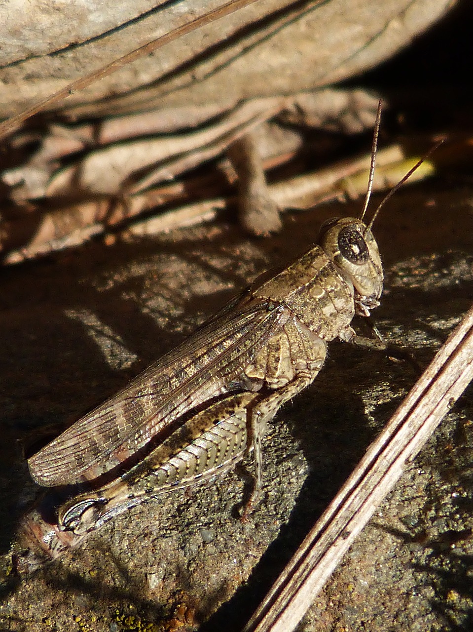 grasshopper insect lobster free photo