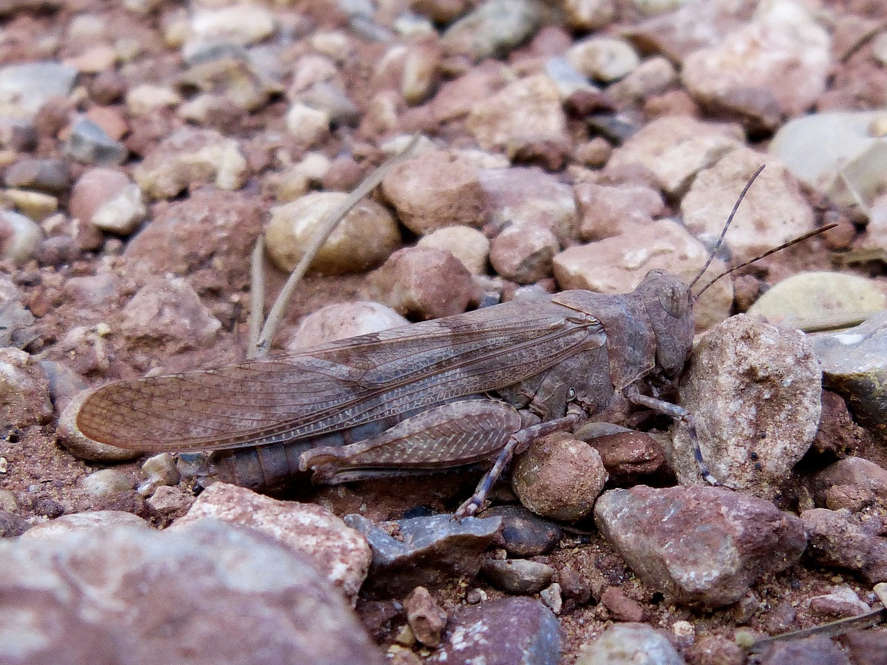 grasshopper lobster camouflaging free photo