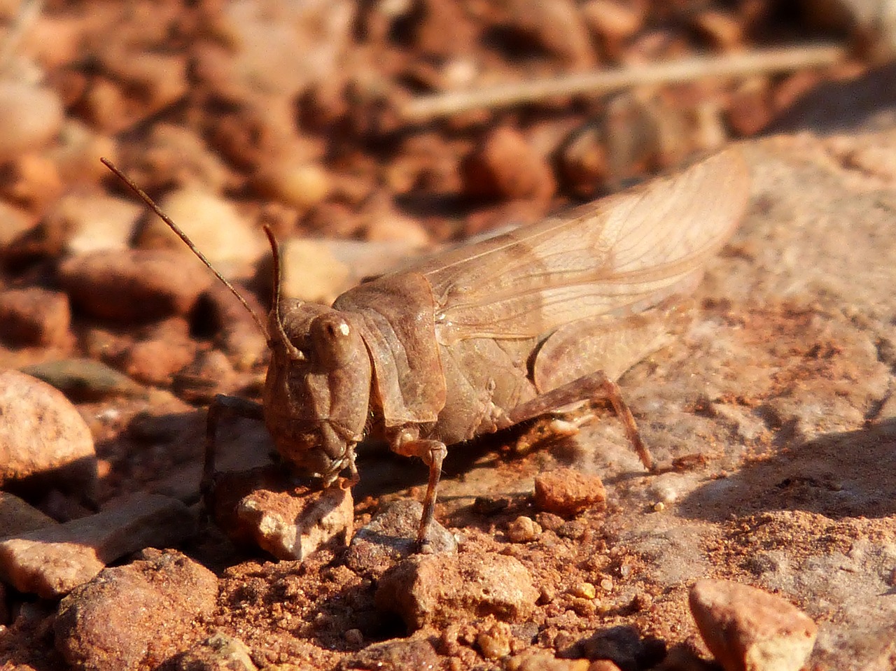 grasshopper lobster red free photo