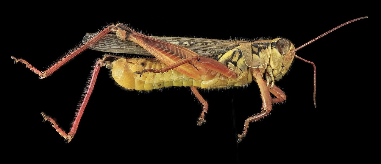 grasshopper insect macro free photo