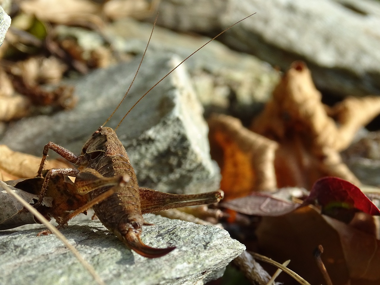 grasshopper autumn brown free photo