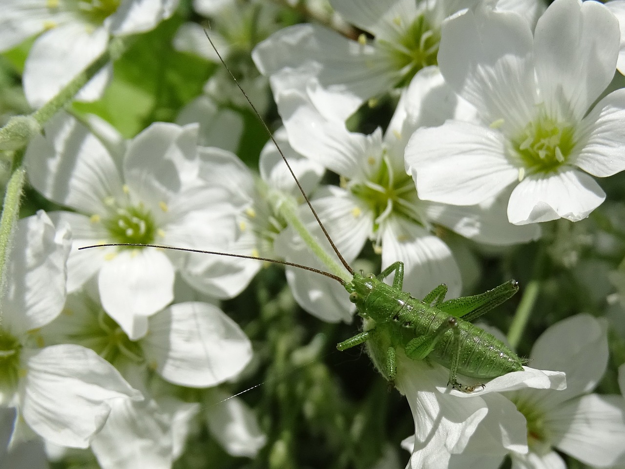 grasshopper flowers green free photo