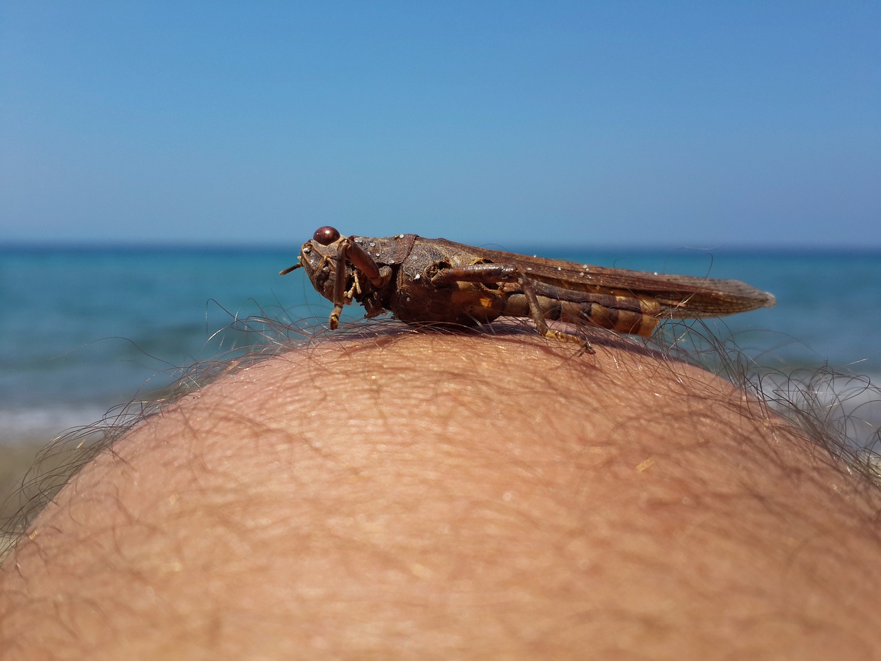 grasshopper marine leg free photo