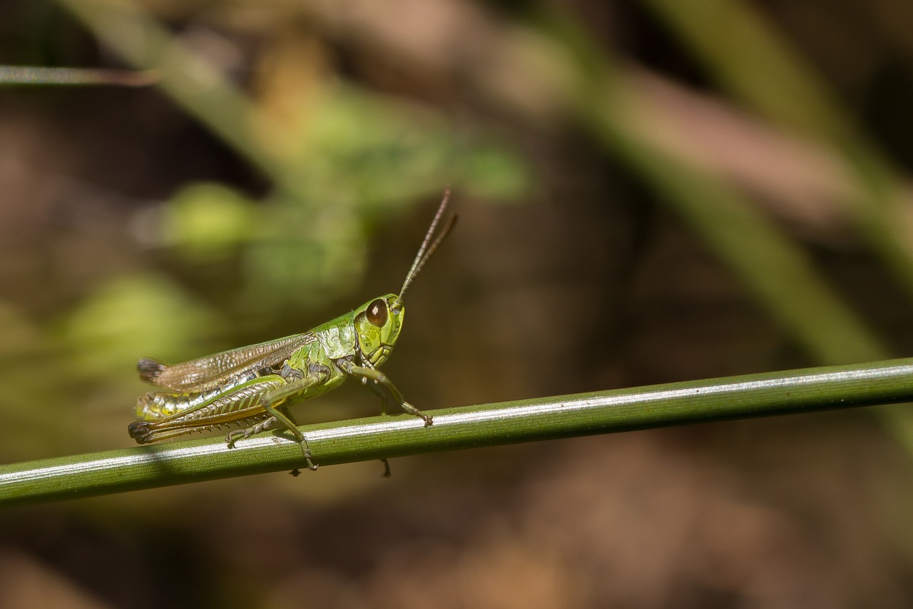 grasshopper meadow insect free photo