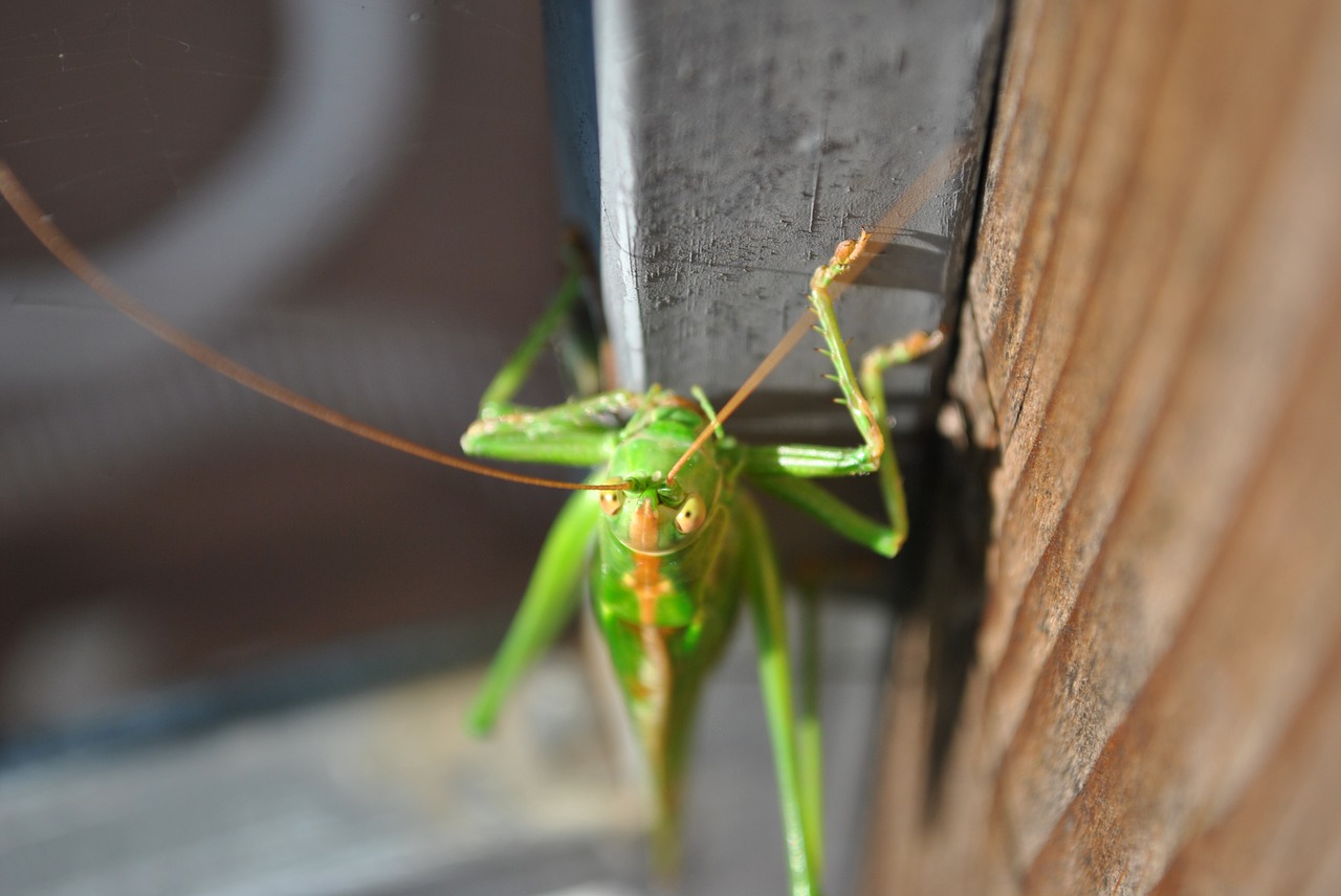 grasshopper animal close free photo