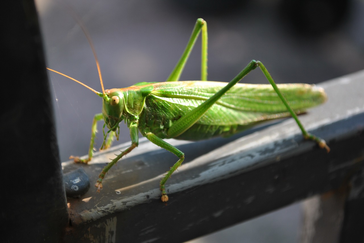 grasshopper close insect free photo