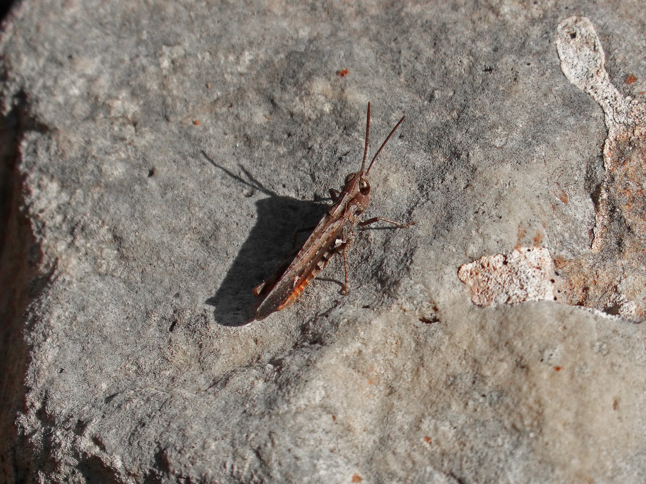 grasshopper small lobster free photo