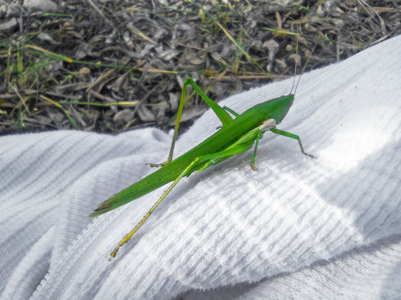 grasshopper green insect free photo