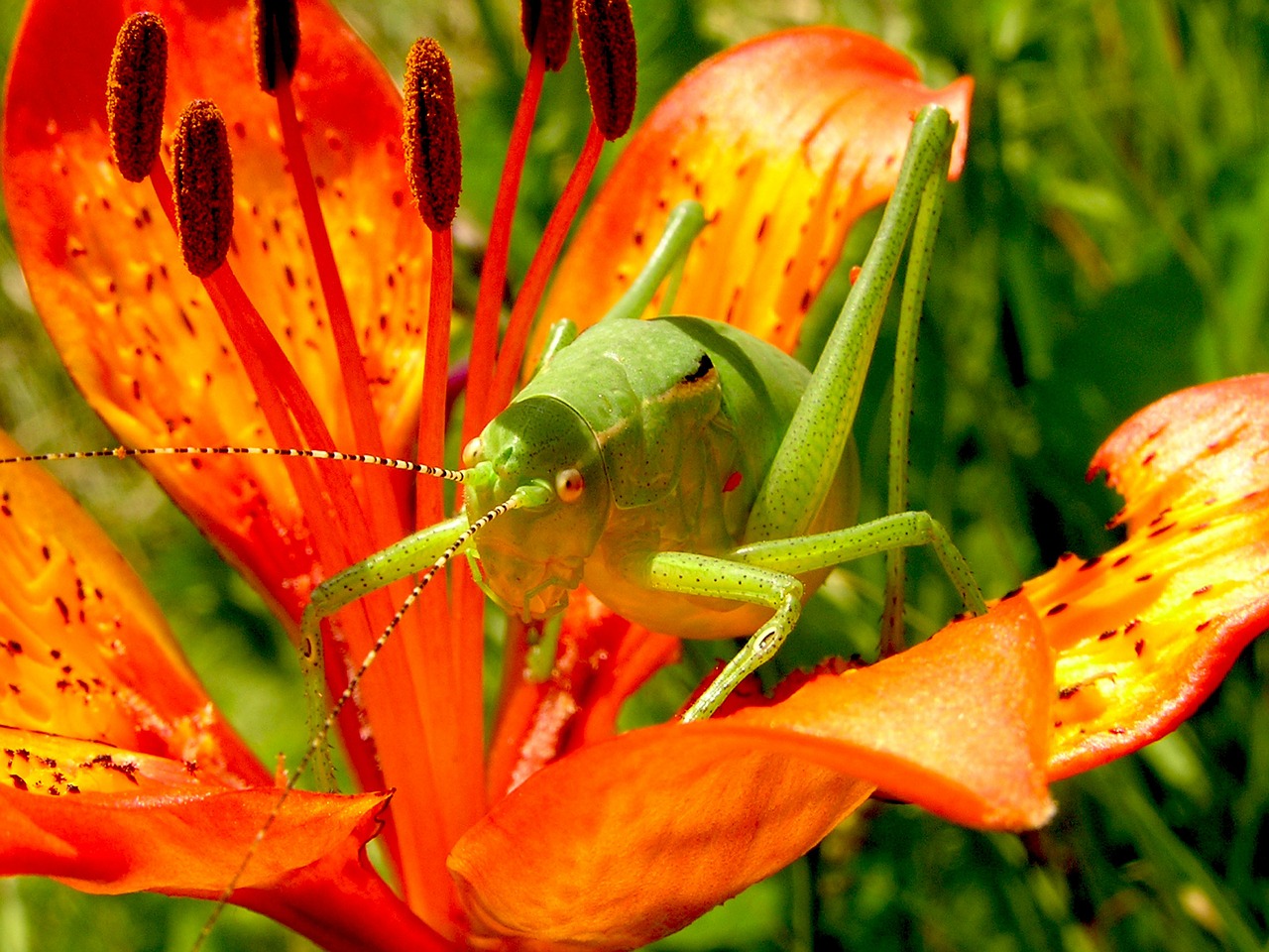grasshopper martagon lily flowers free photo