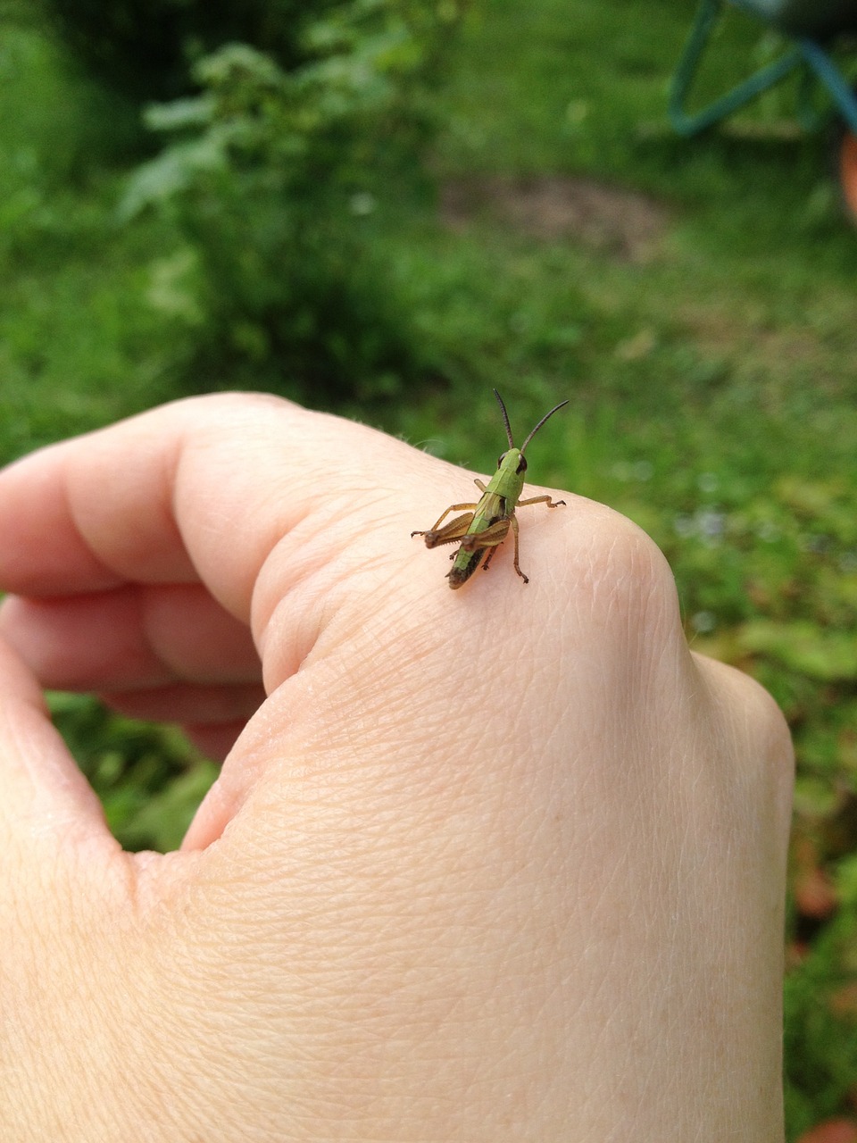 grasshopper hand little free photo