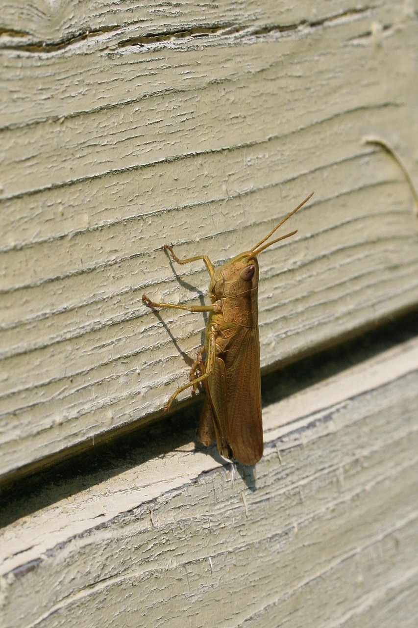 grasshopper large on the wall free photo