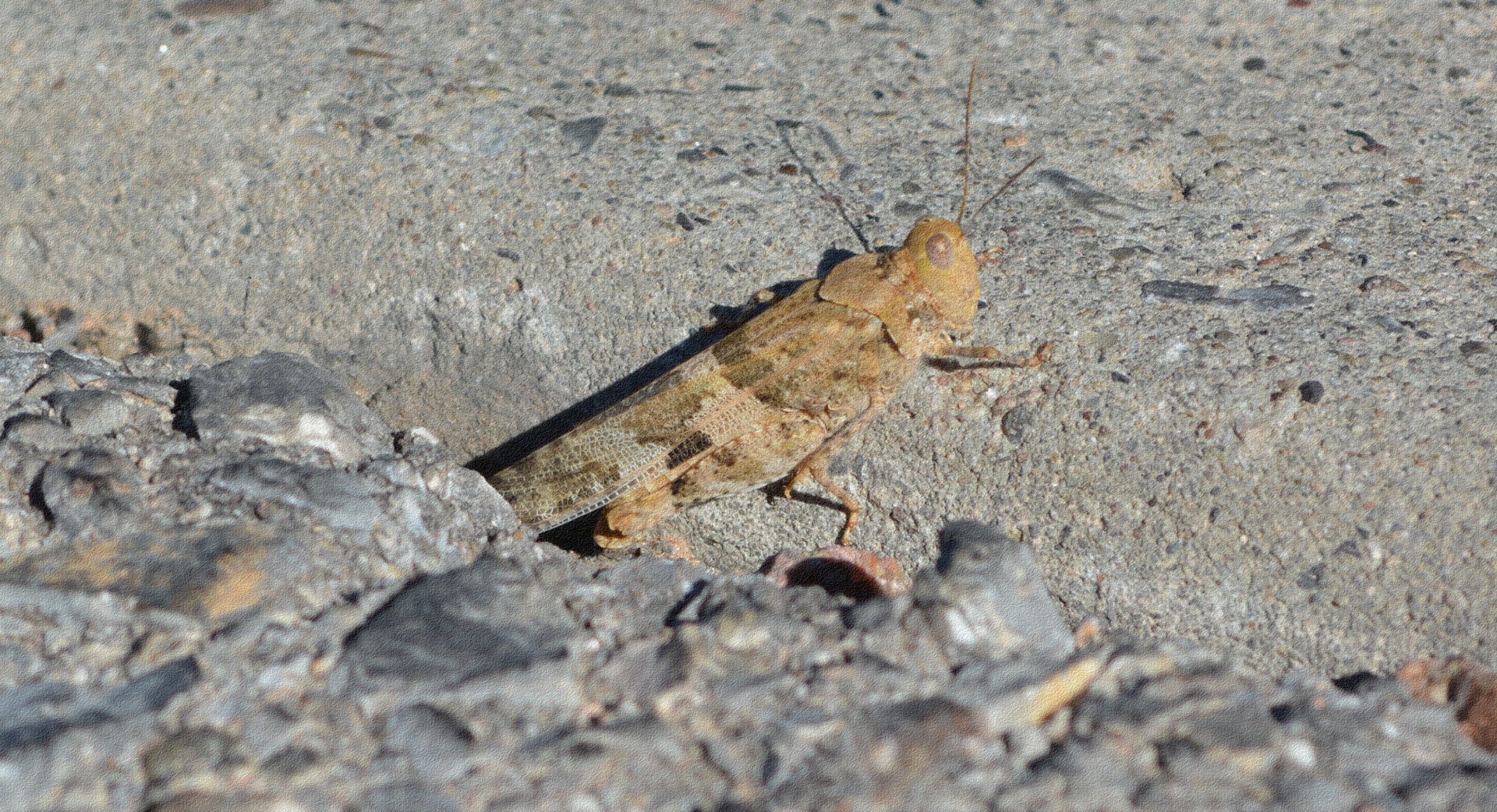 grasshopper insect nature free photo