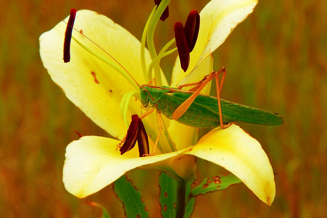 grasshopper green  female  insect free photo