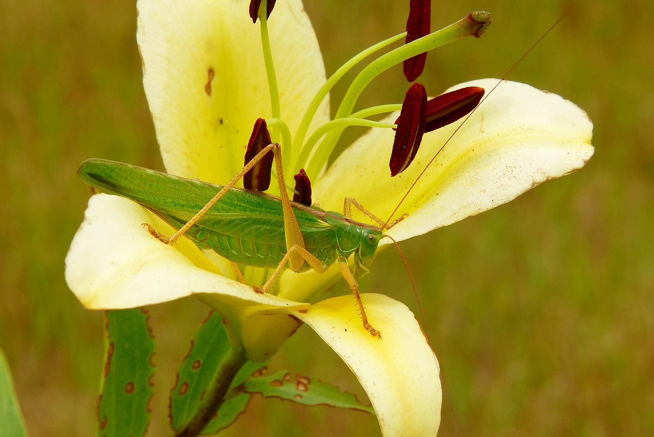 grasshopper green  female  insect free photo