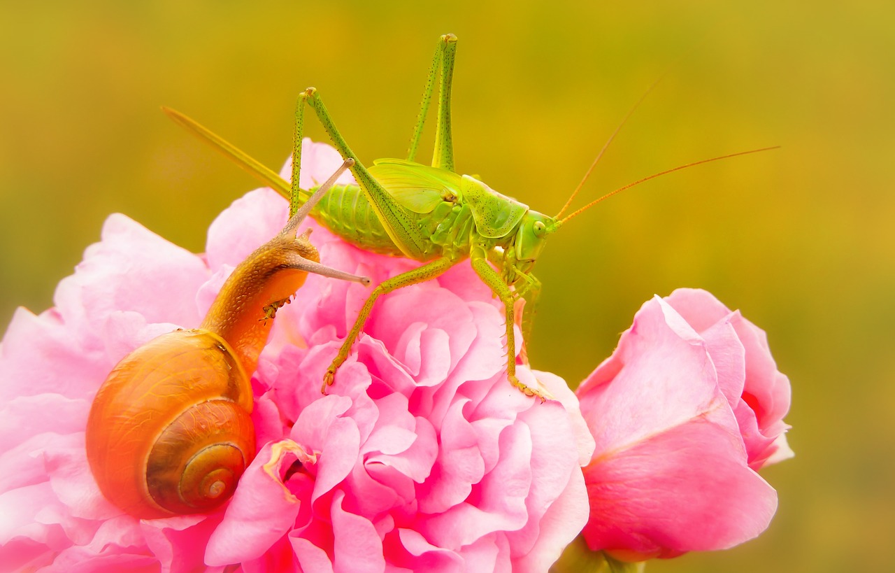 grasshopper green  insect  molluscs free photo