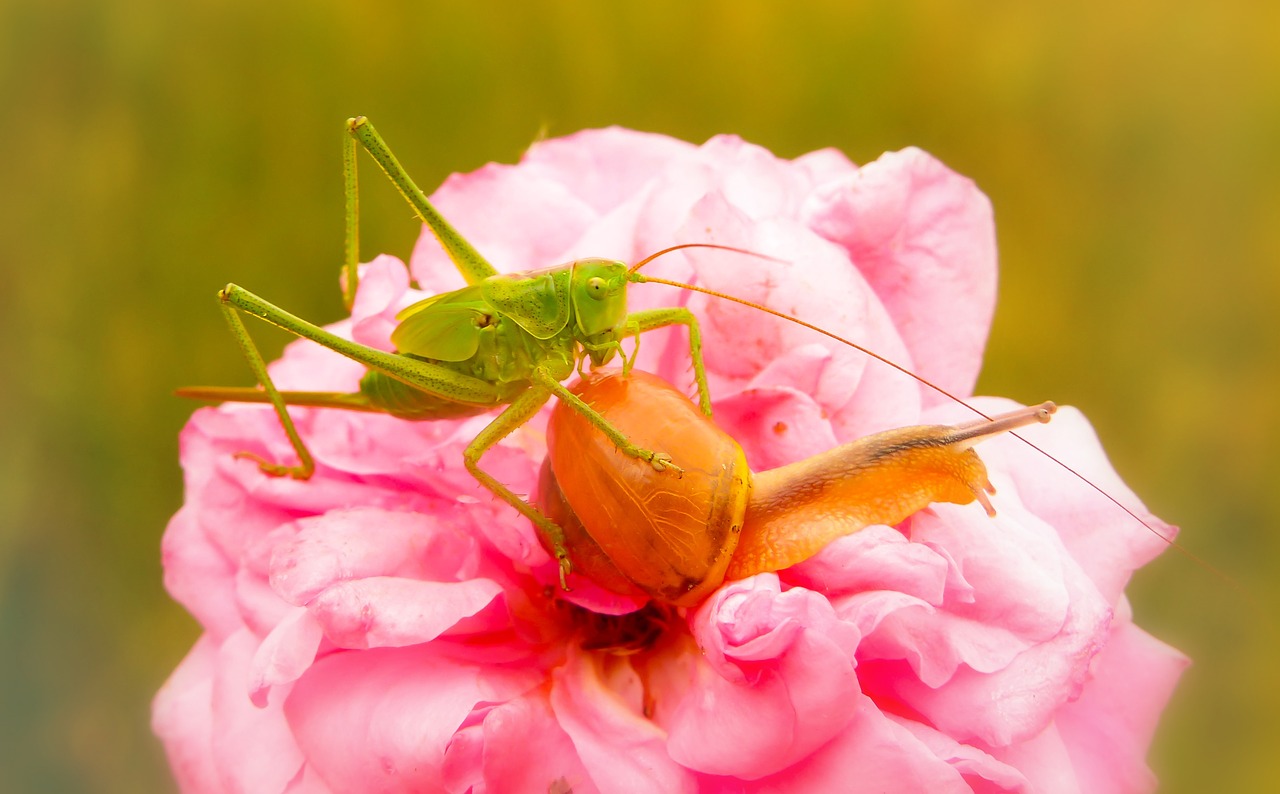 grasshopper green  insect  molluscs free photo