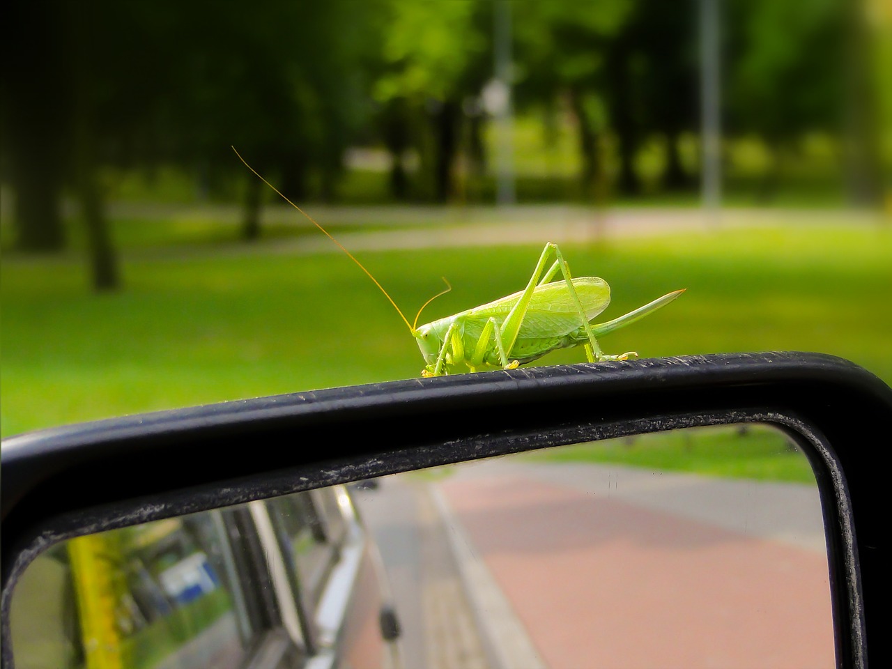 grasshopper green  insect  antennae free photo