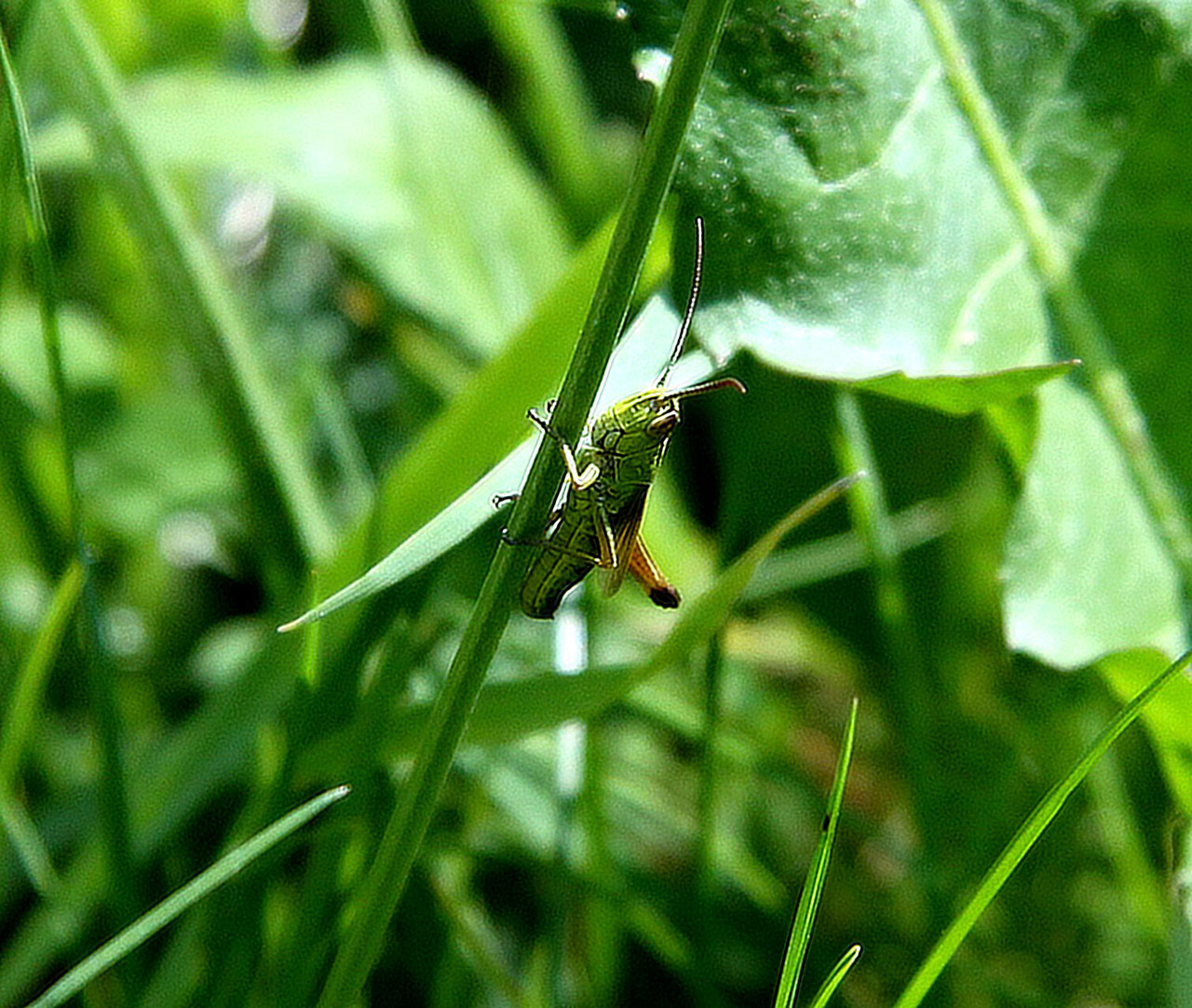 grasshopper grass grasshopper in grass free photo