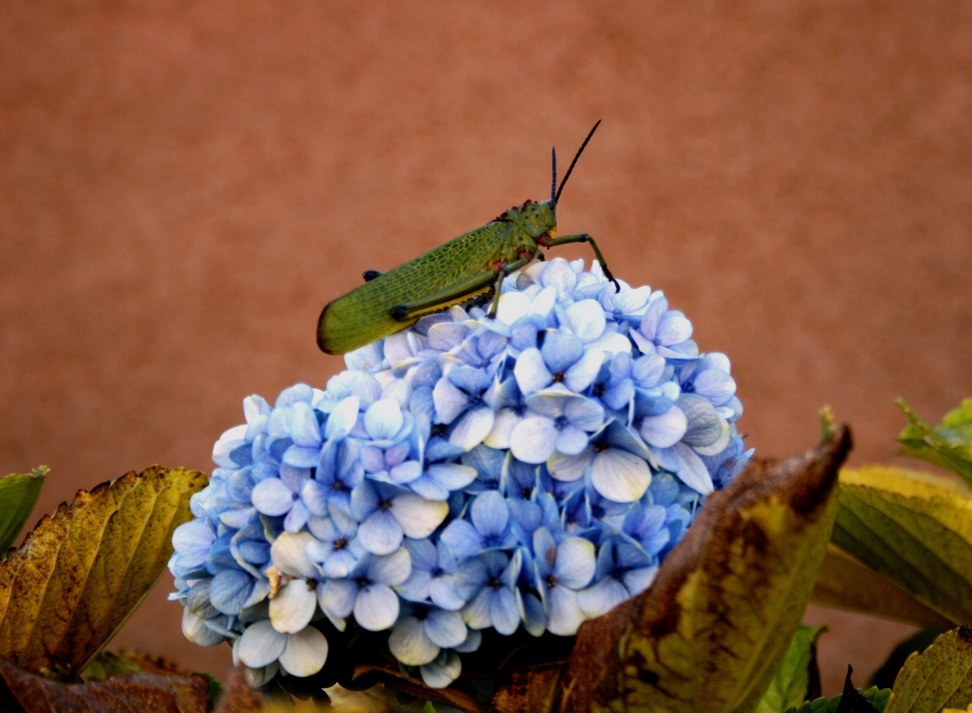 grasshopper insect large free photo