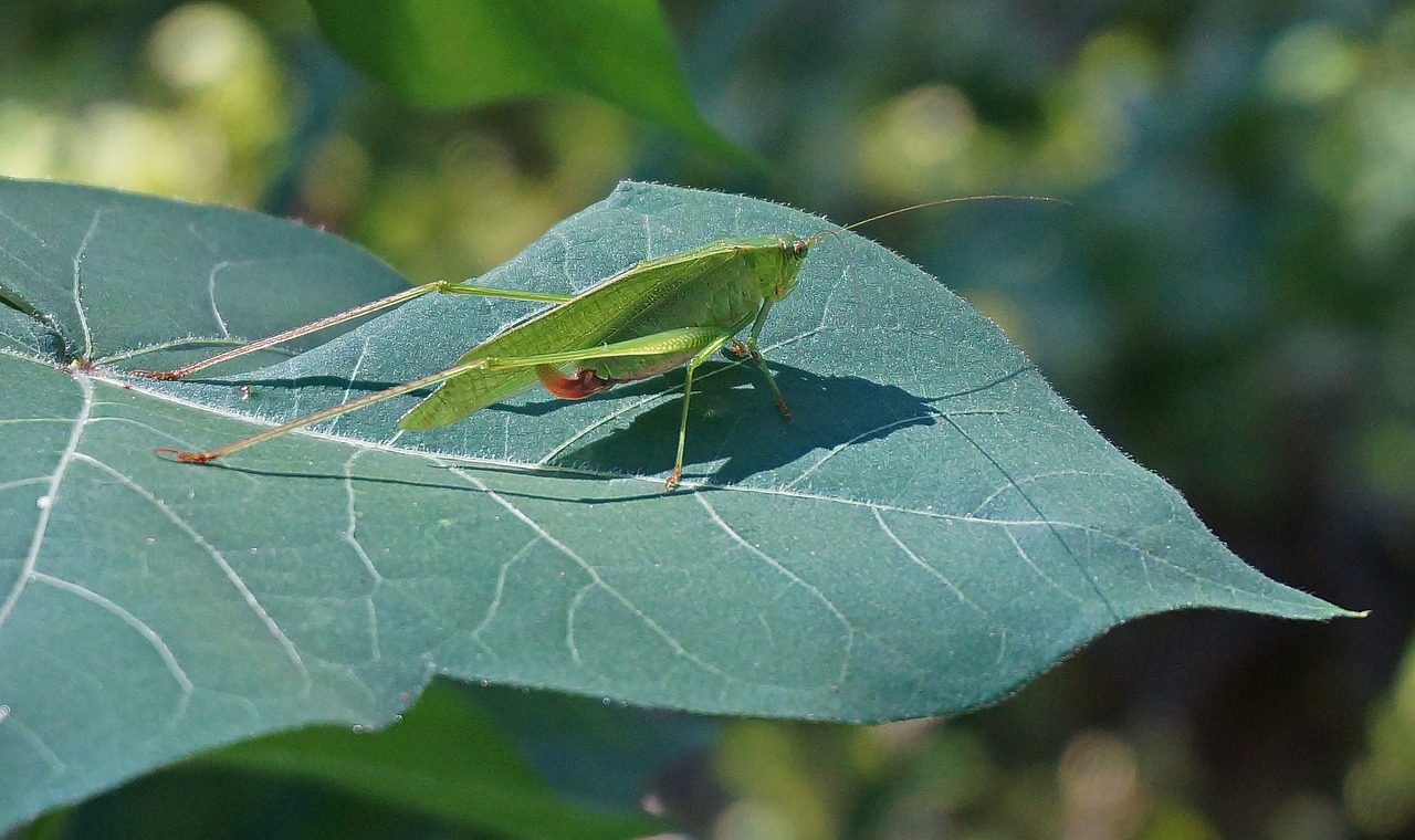 grasshopper on cotton grasshopper insect free photo