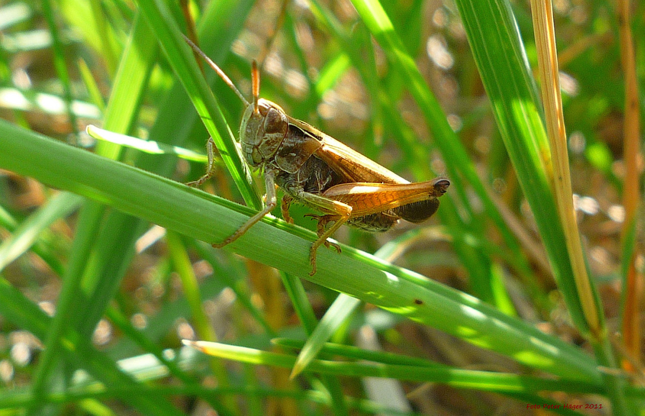 insect grasshopper grasshopper free photo