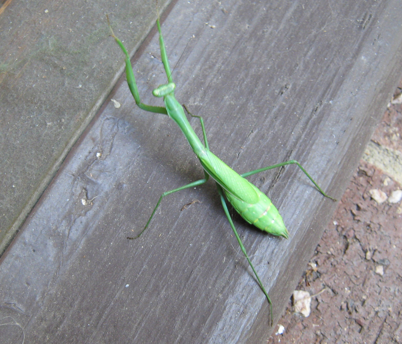 insect green grasshopper/praying mantis free photo