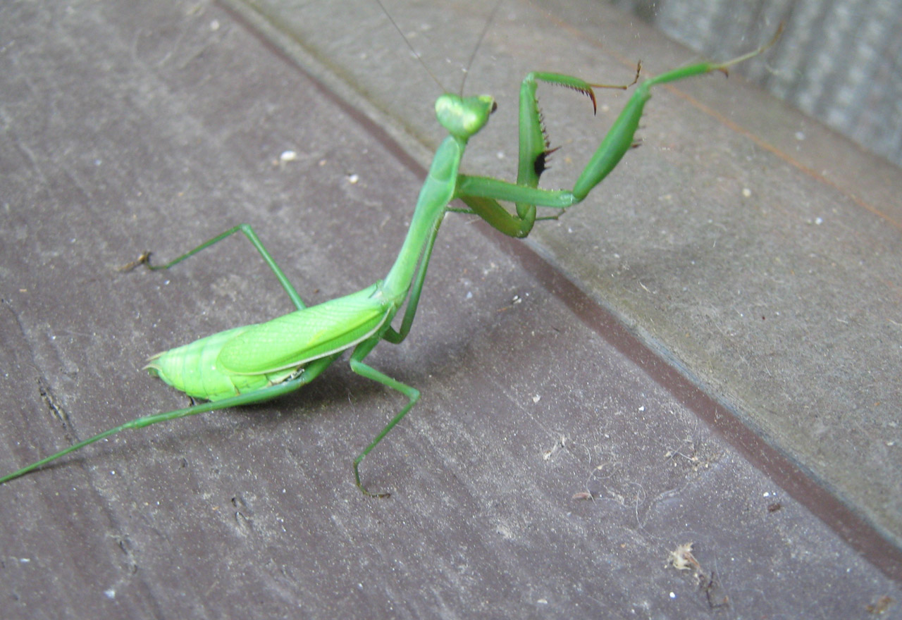 insect green grasshopper/praying mantis free photo