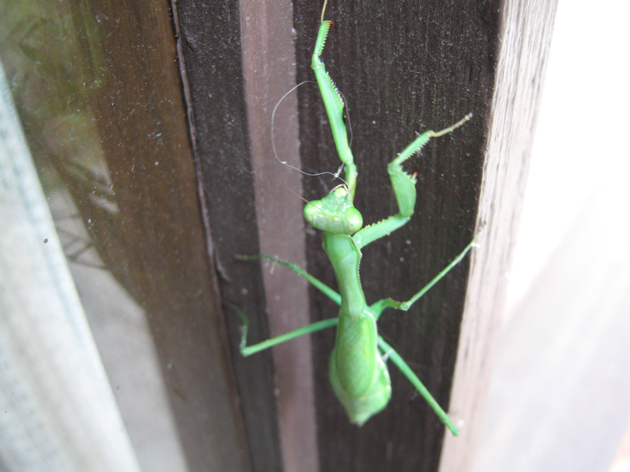 insect green grasshopper/praying mantis free photo