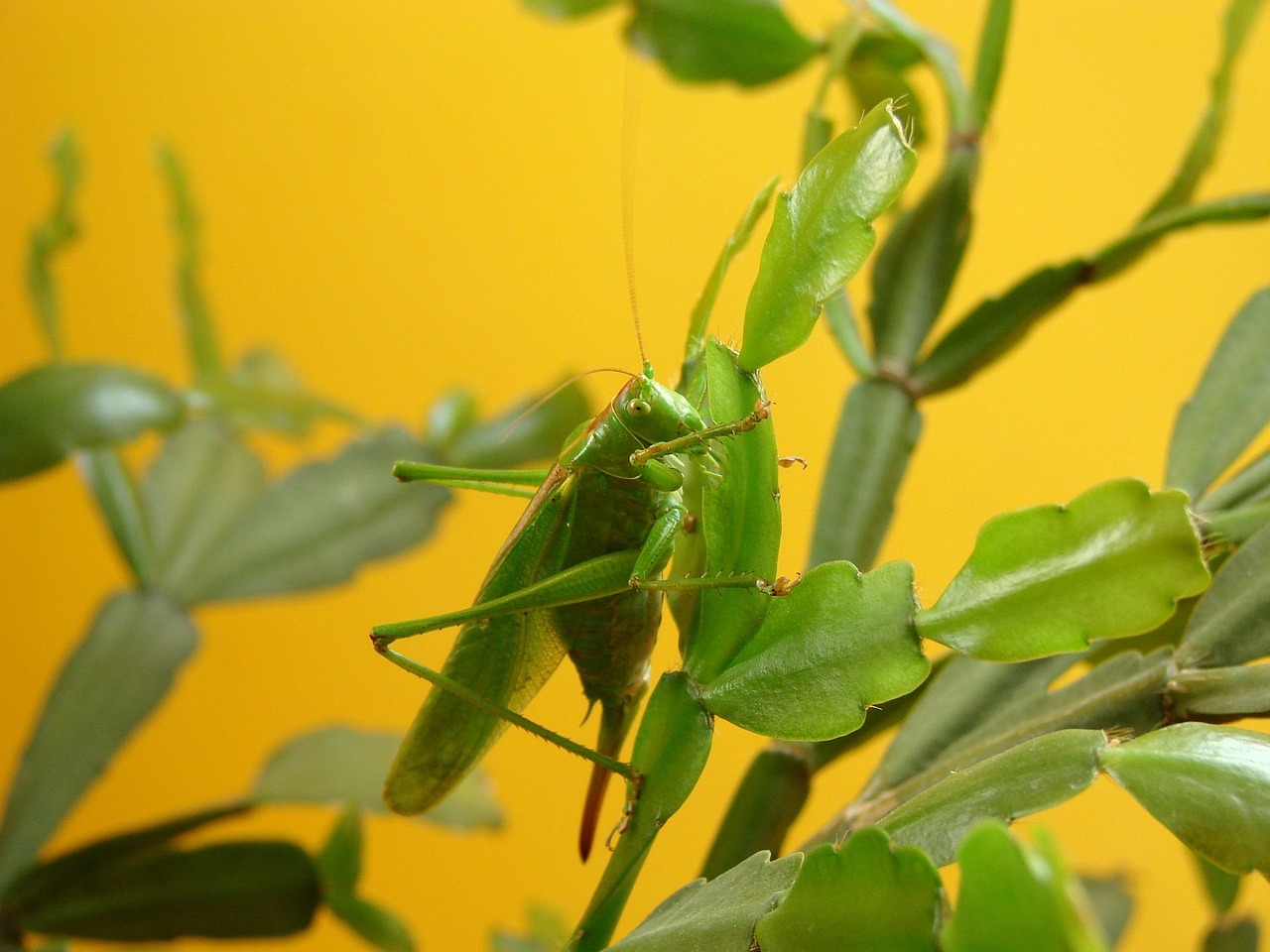 grasshoppers yellow insect free photo