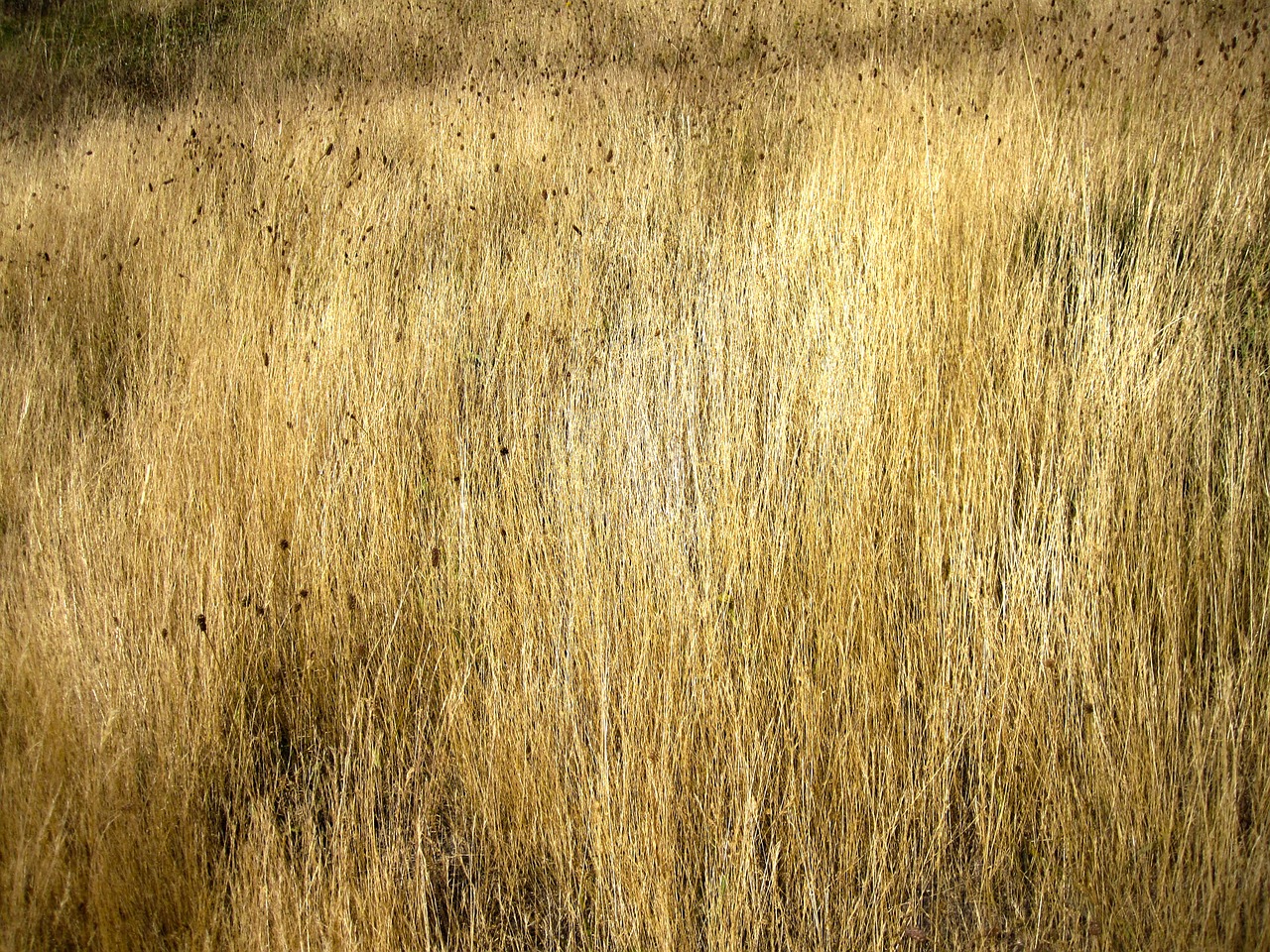 grassland texture patagonia free photo