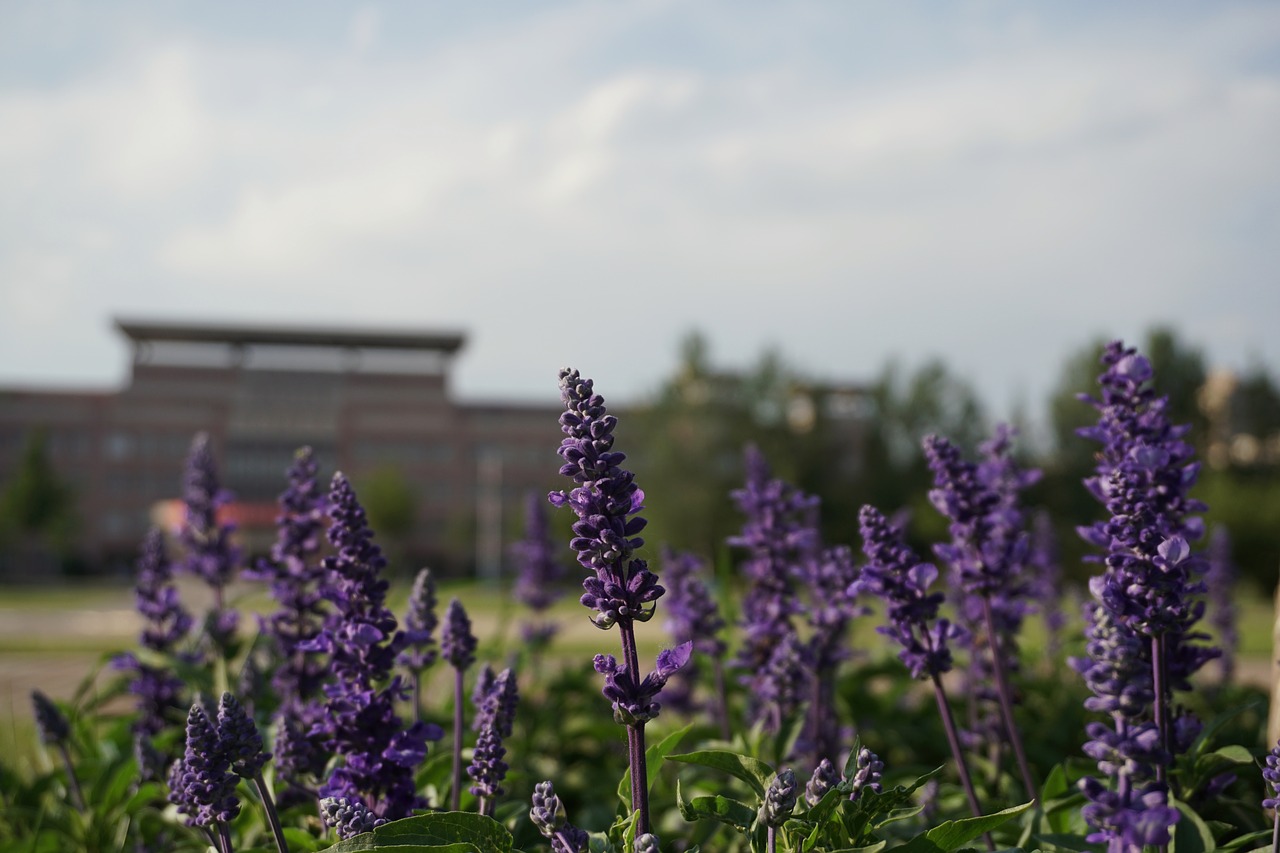 grassland lavender campus free photo