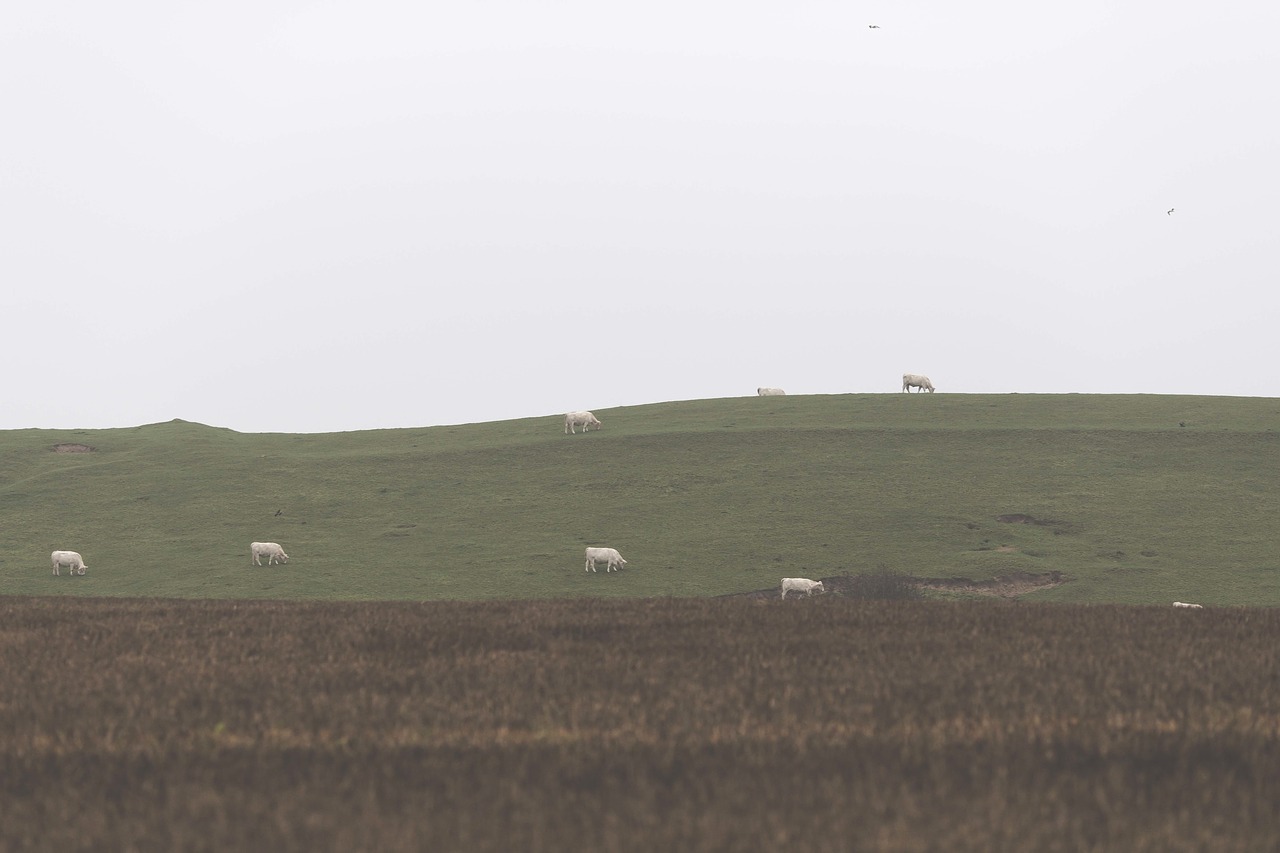 grassland highland landscape free photo