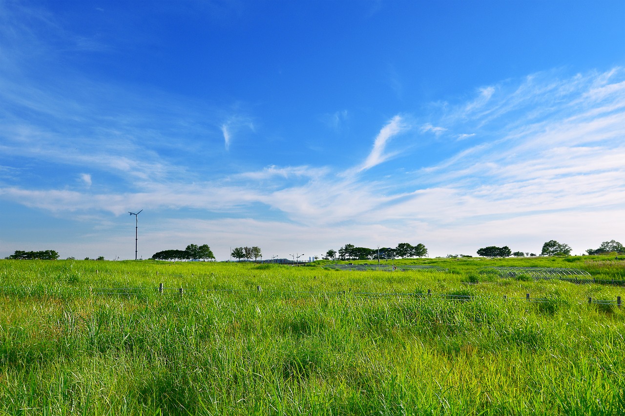 grassland grass meadow free photo