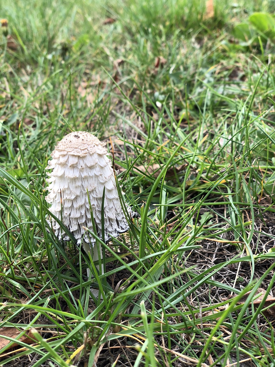 grassland  mushroom  rain free photo