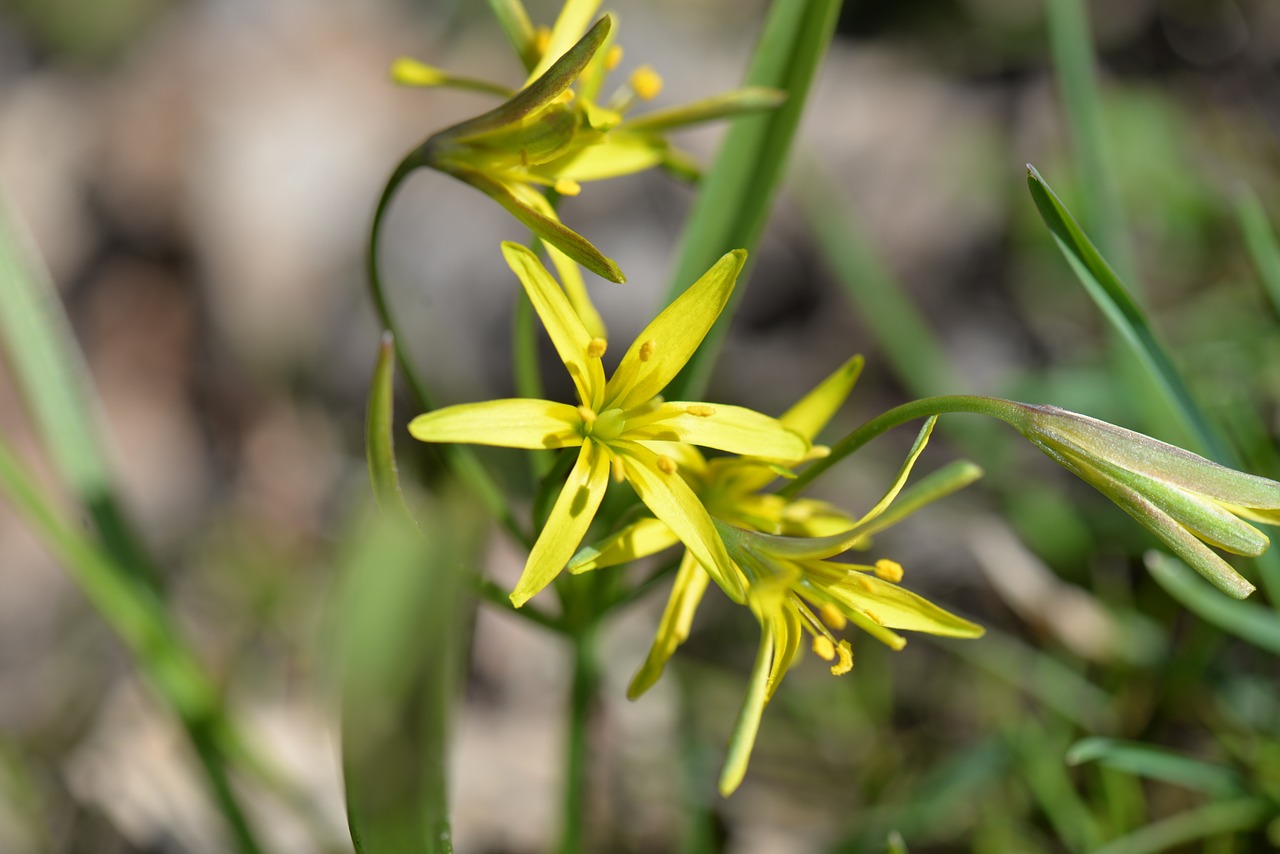 grassland plants including breaking yellow free photo