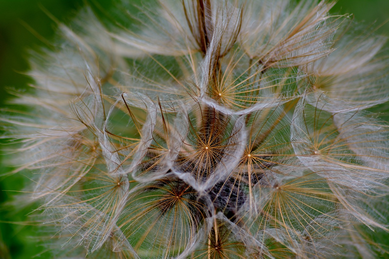 grassland plants  seeds  close up free photo