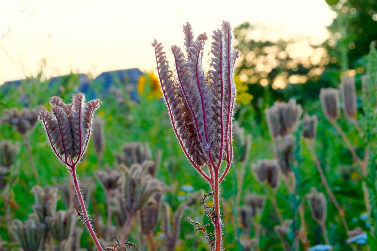 grassland plants  meadow  nature free photo