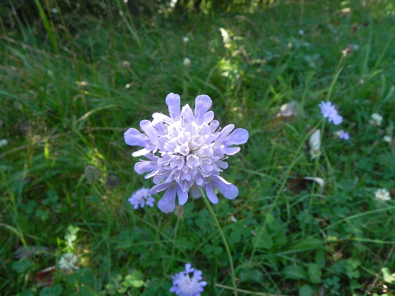 grassland plants macro blossom free photo