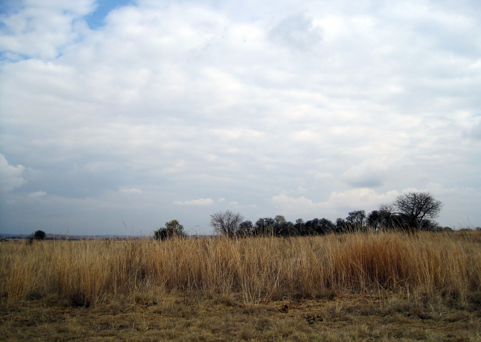 landscape grass veld free photo