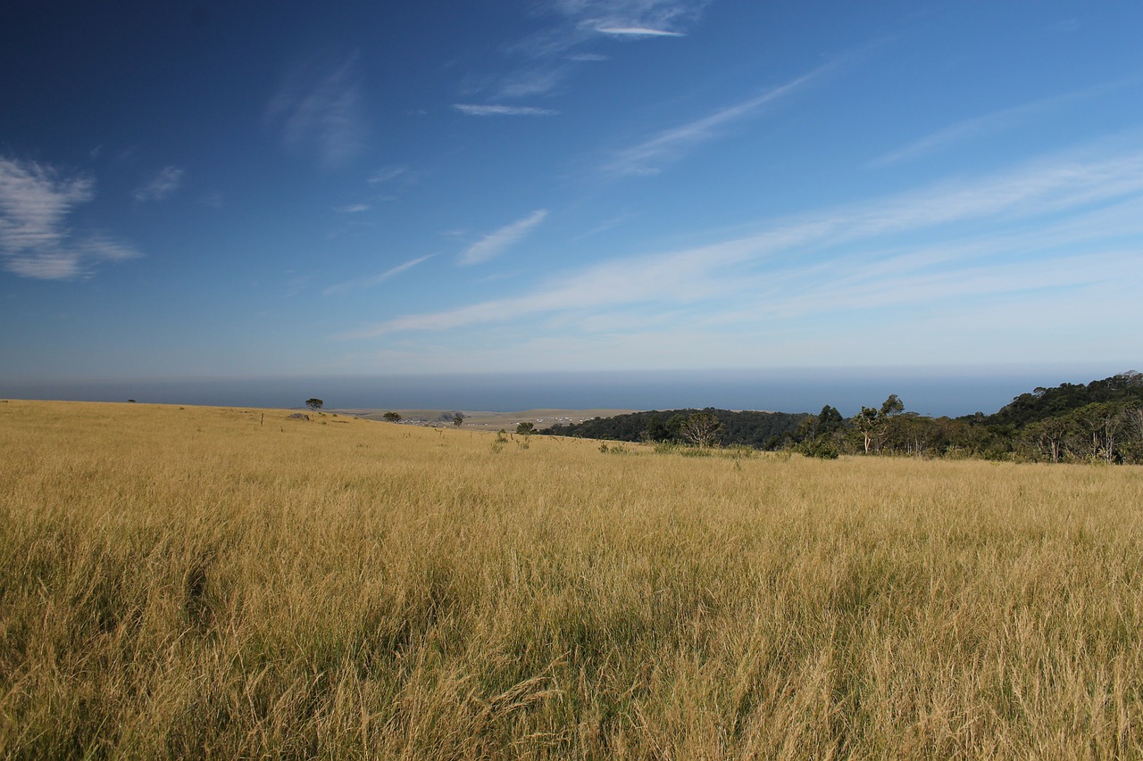 grasslands grasses meadows free photo