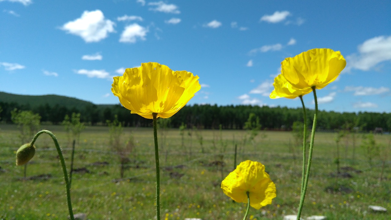 grasslands  flower  hulunbuir free photo